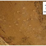 Curi voda sa plafona kupatila – poplava