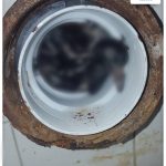 Zapušena wc šolja – golub